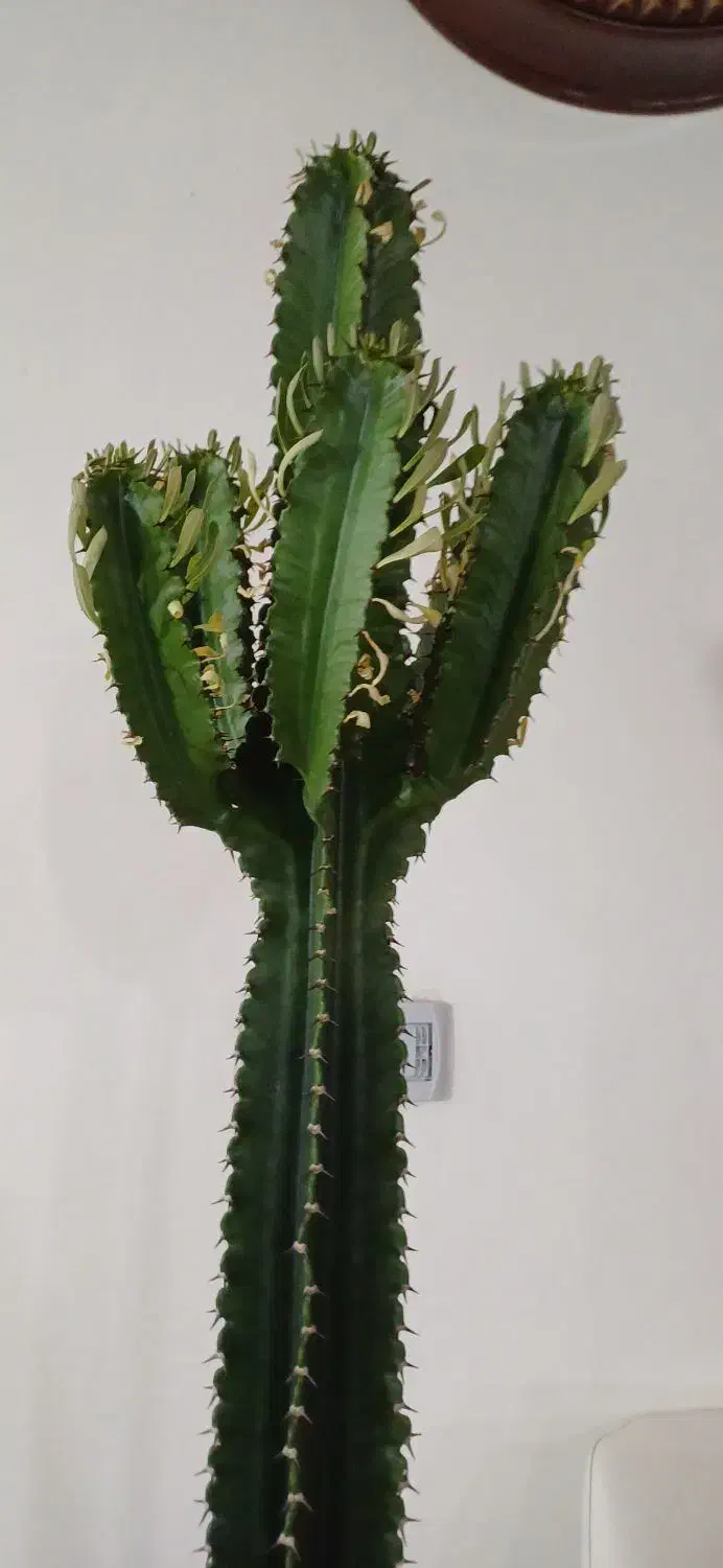 کاکتوس افوربیا|گل و گیاه طبیعی|محمدشهر, محمدشهر|دیوار