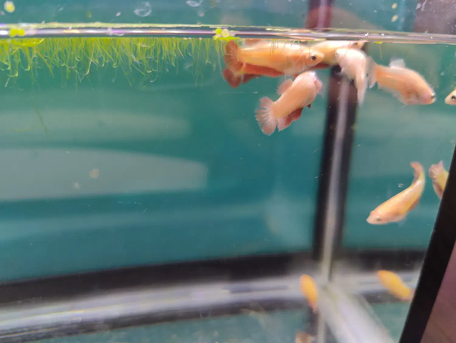 فایتر پلاکت|ماهی|تهران, تهرانسر شمالی|دیوار