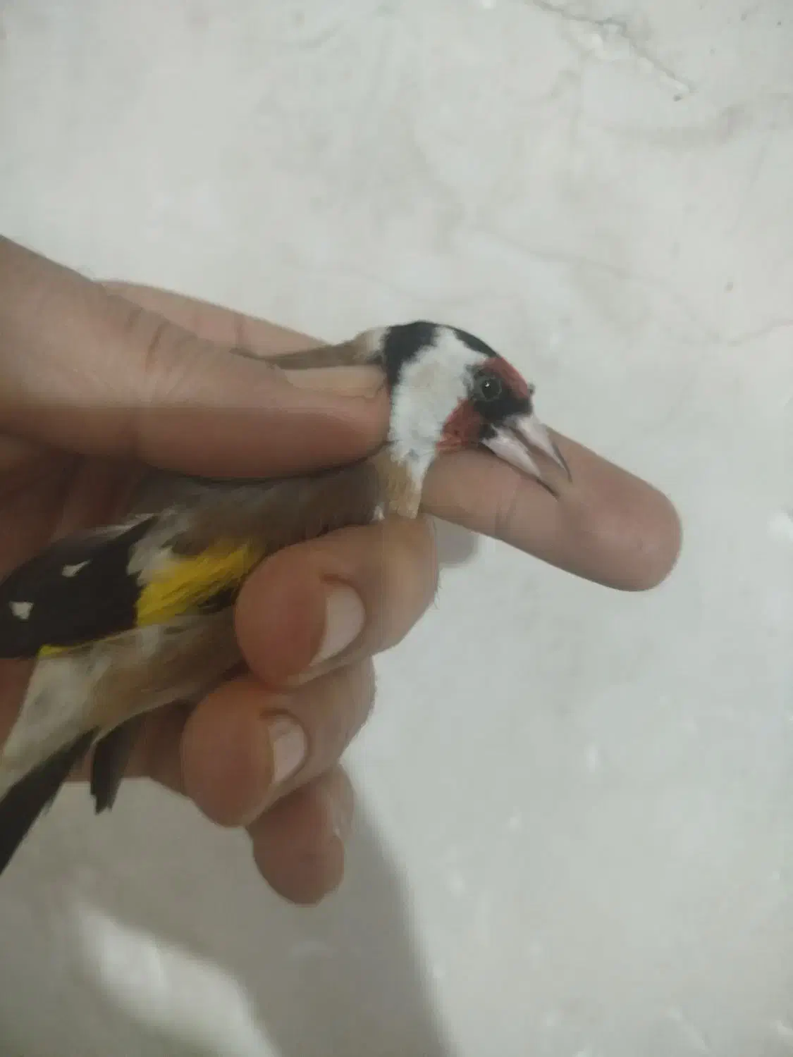 سهره پاییزه|پرنده|اراک, |دیوار