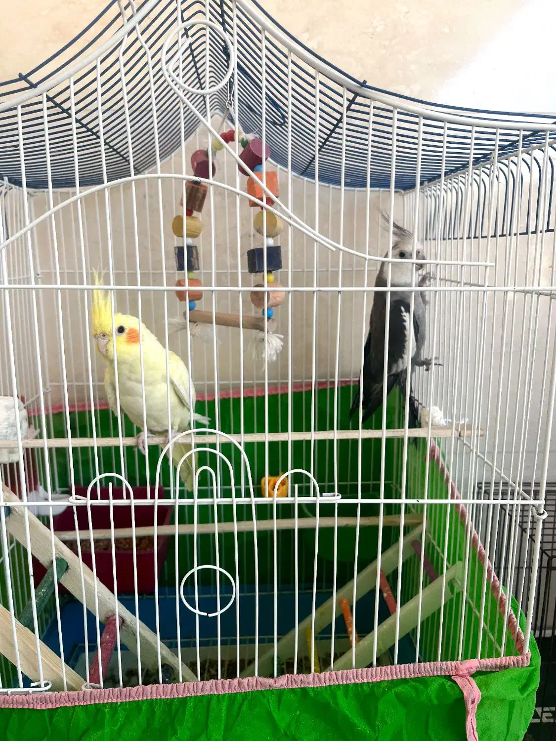 ی جفت عروس هلندی میخونن|پرنده|شوشتر, |دیوار