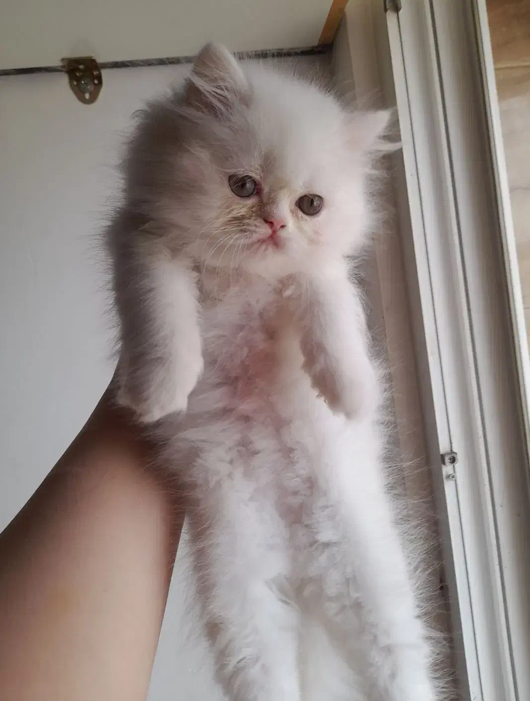 گربه پرشین بریتیش ماده|گربه|لاهیجان, کوی خزر|دیوار