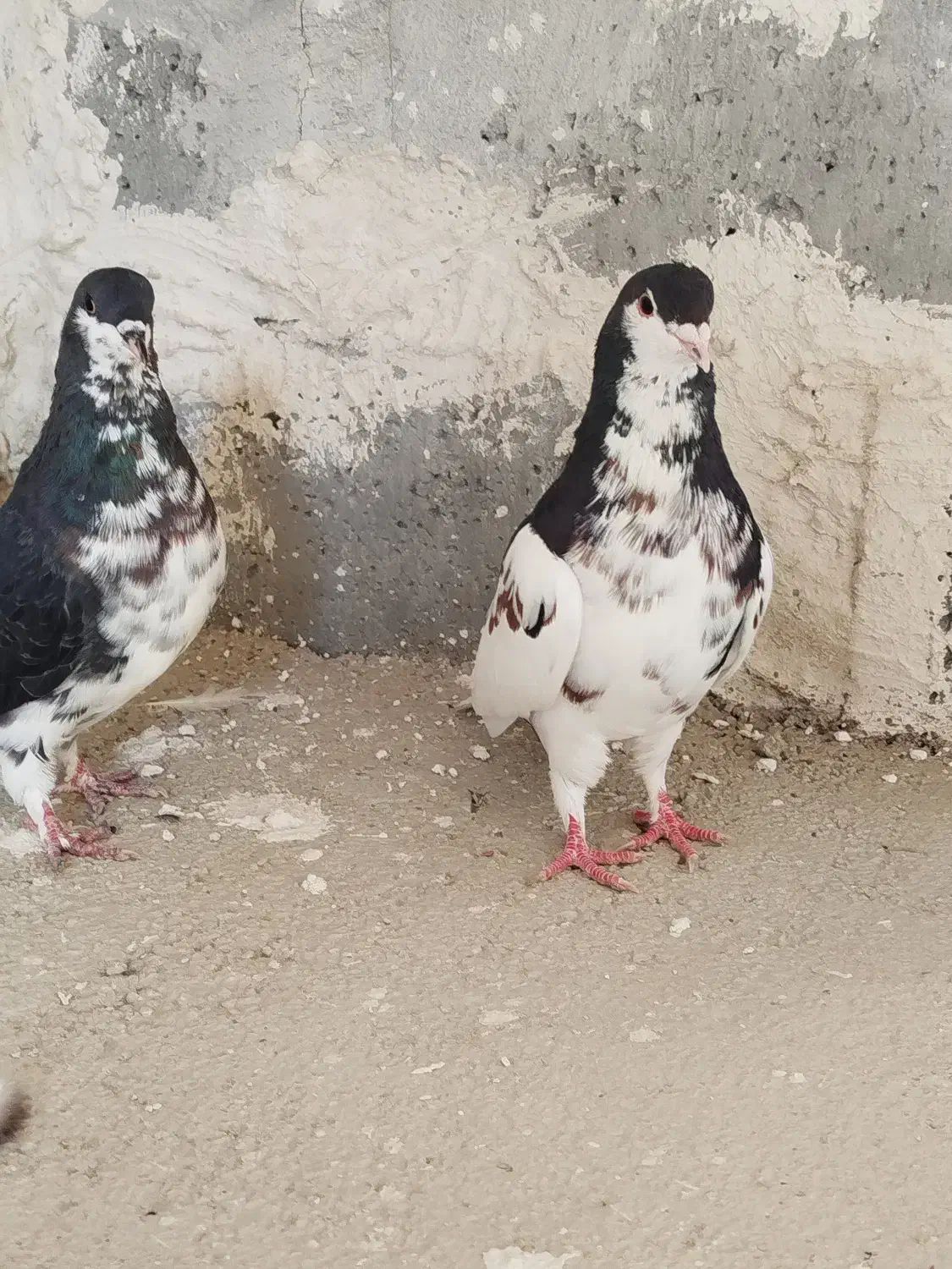 کفتر شهری|پرنده|شیراز, تل حسین‌آباد|دیوار