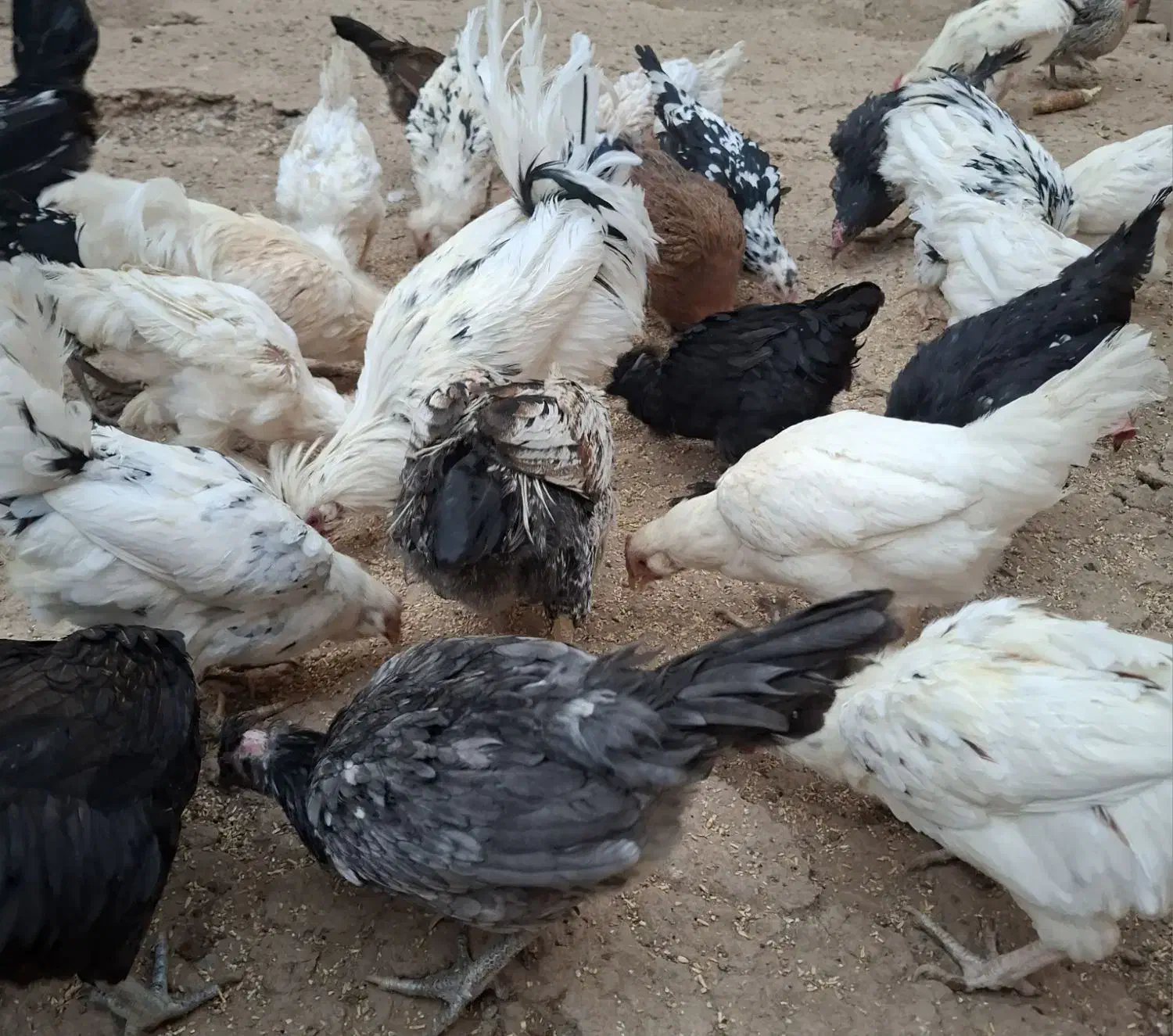 مرغ خروس گلین اصل درجه یک|حیوانات مزرعه|برخوار, |دیوار