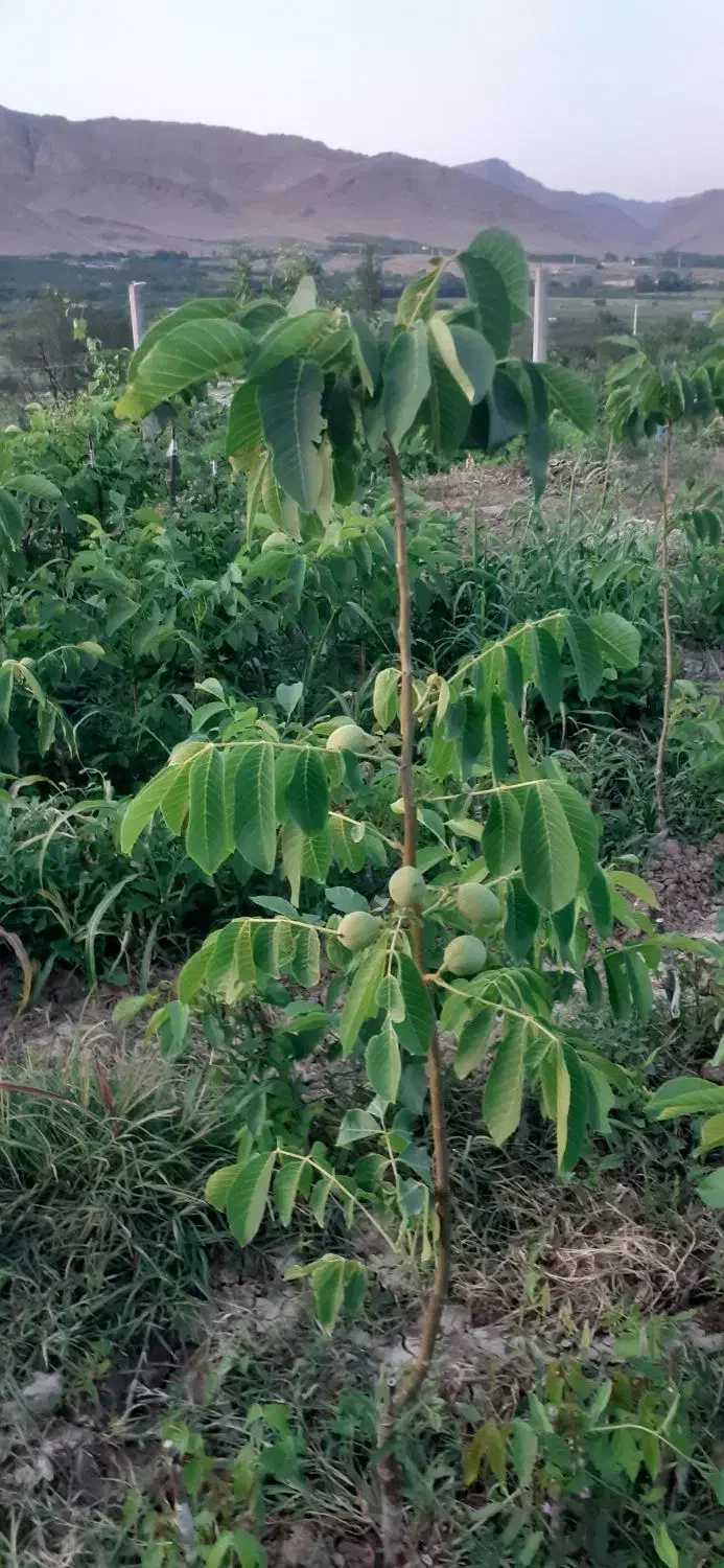 نهال گردو پیوندی وبادام|خدمات باغبانی و درختکاری|عجب شیر, |دیوار