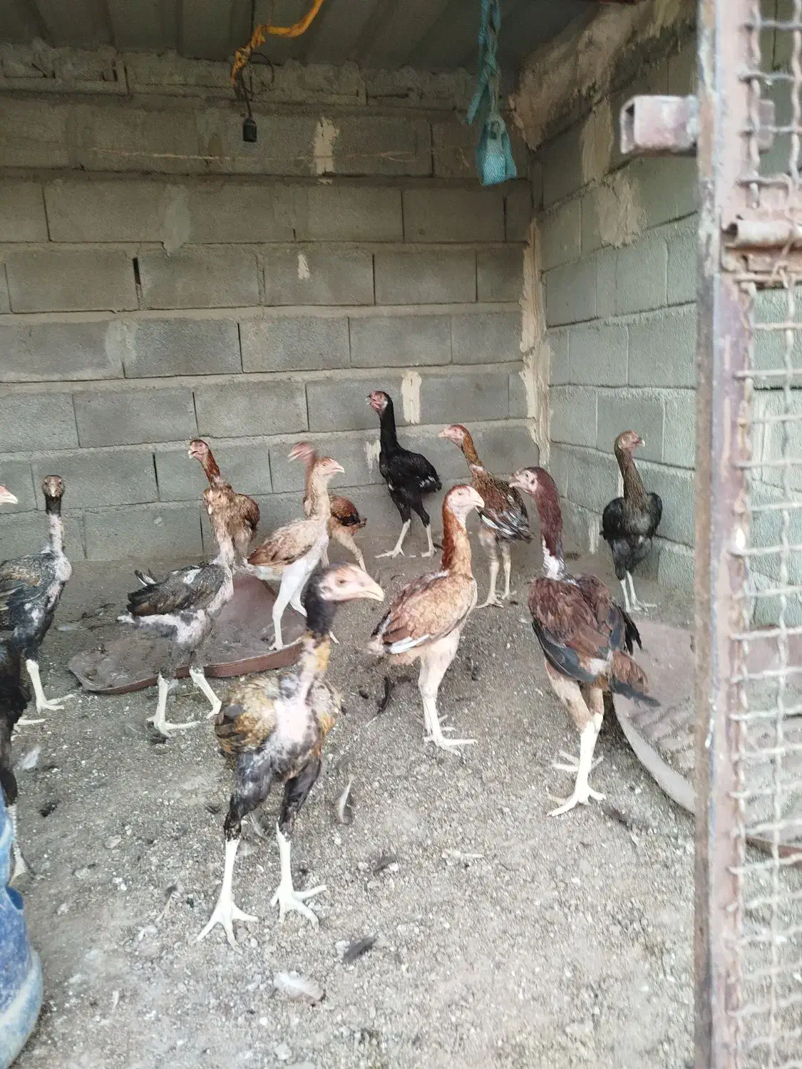 تخم مرغ لاری اوشامو|حیوانات مزرعه|تخت, |دیوار