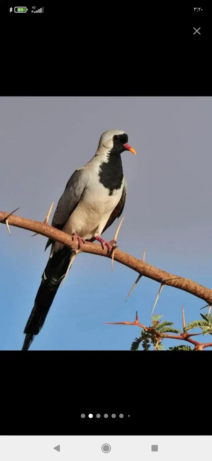 پرنده زینتی .،ناماکوا .فنچ ستاره ای ،گلدین|پرنده|بندر ماهشهر, |دیوار