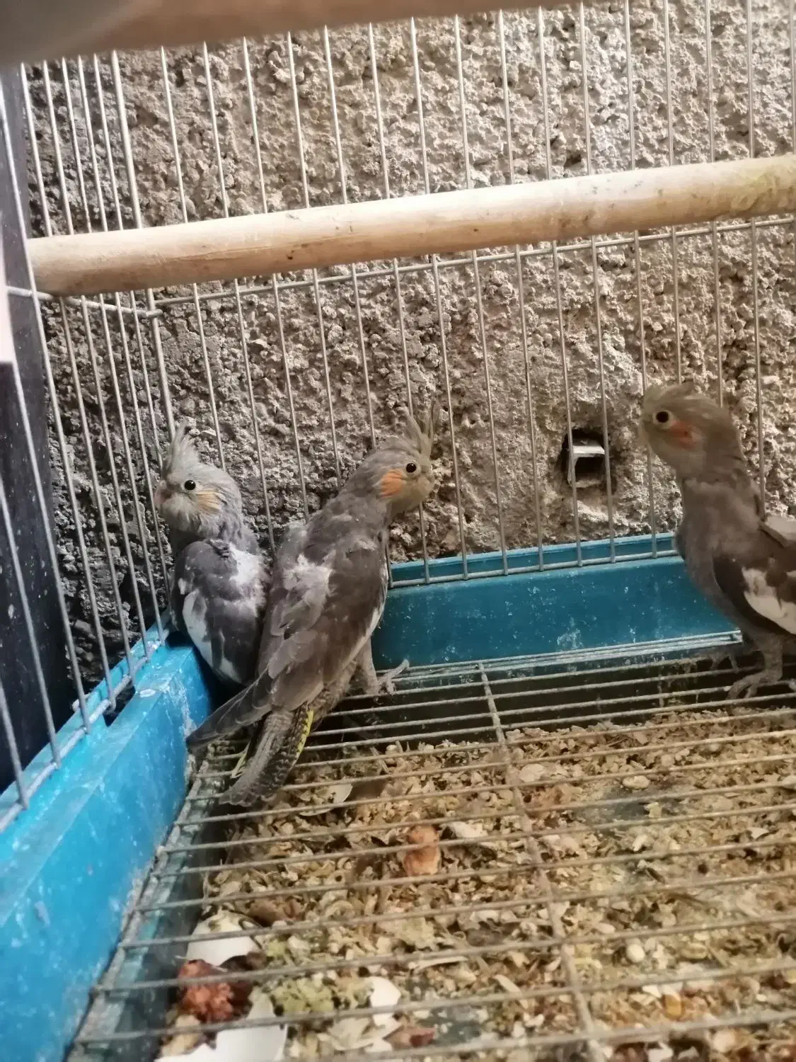 جوجه عروس هلندی|پرنده|داراب, |دیوار