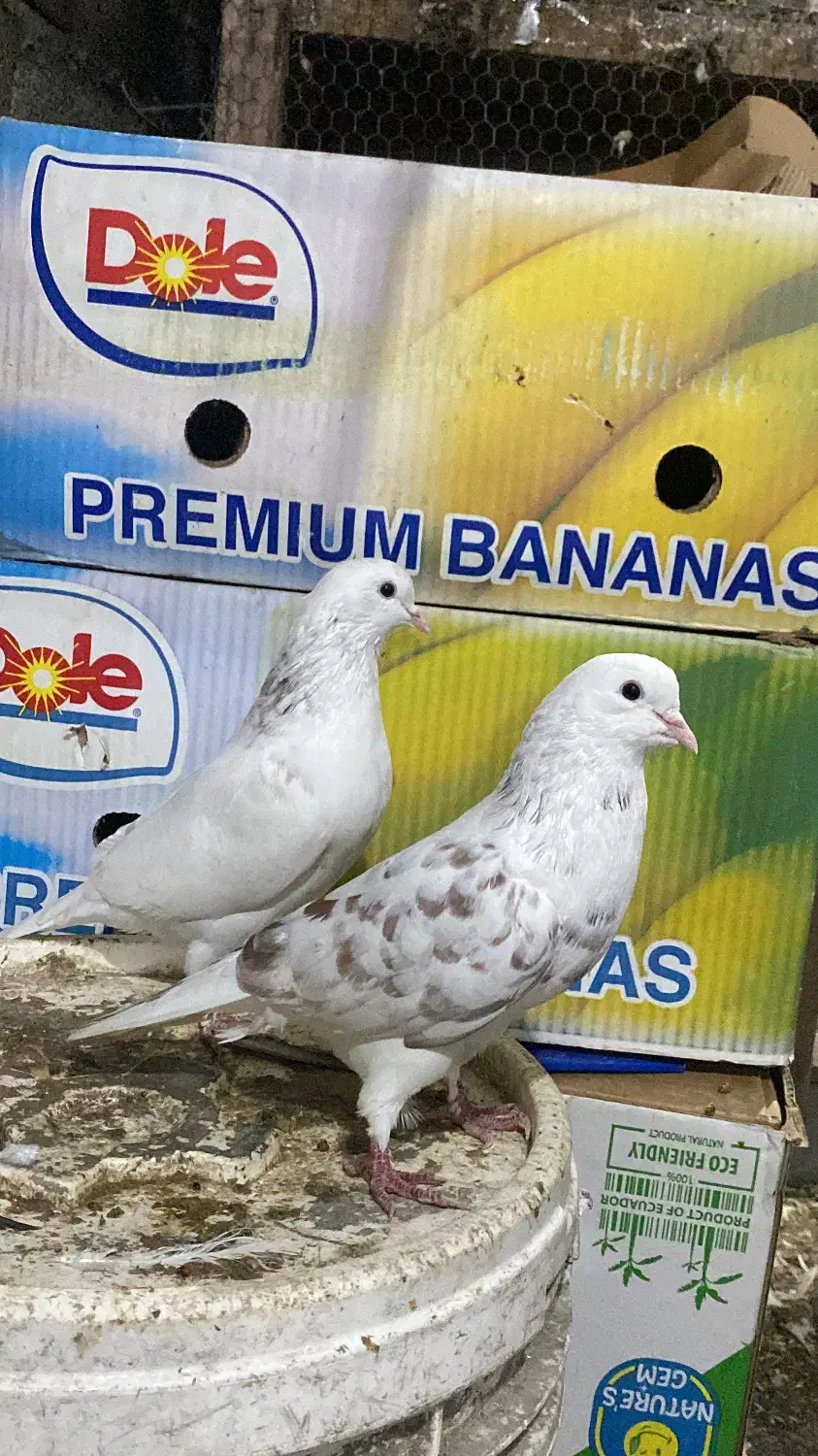 فروش فوری کبوتر کفتر ۲۰ عدد|پرنده|نوشهر, |دیوار