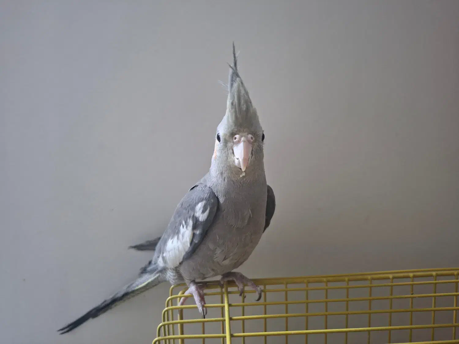 عروس هلندی|پرنده|فولادشهر, B5|دیوار