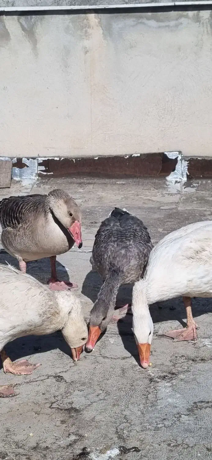 غاز محلی|حیوانات مزرعه|کرج, ساسانی (قلمستان)|دیوار