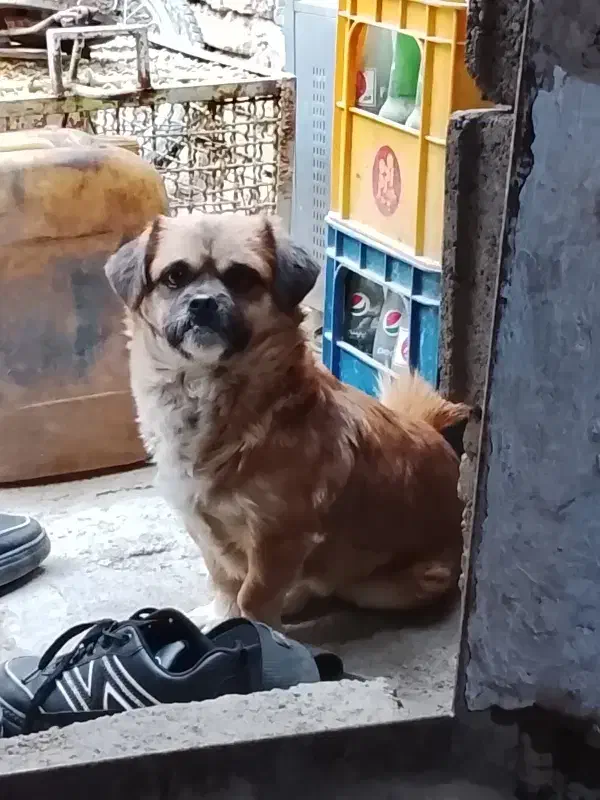 واگذاری سگ پاپی|سگ|نجفآباد, کهریزسنگ|دیوار