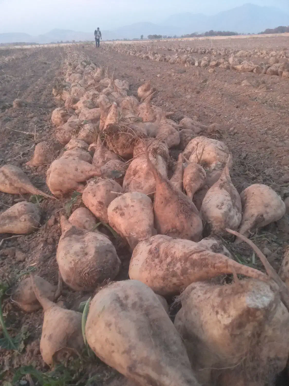 چغندر|عمده‌فروشی|اصفهان, نقش جهان|دیوار