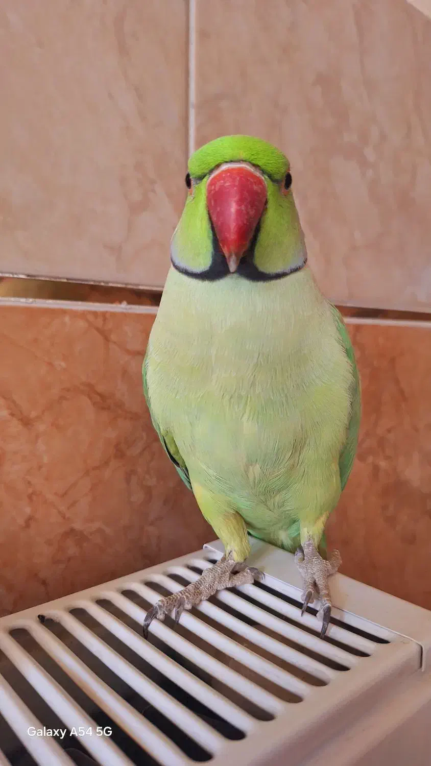 طوطی ملنگو نر وحشی|پرنده|پیر بکران, |دیوار