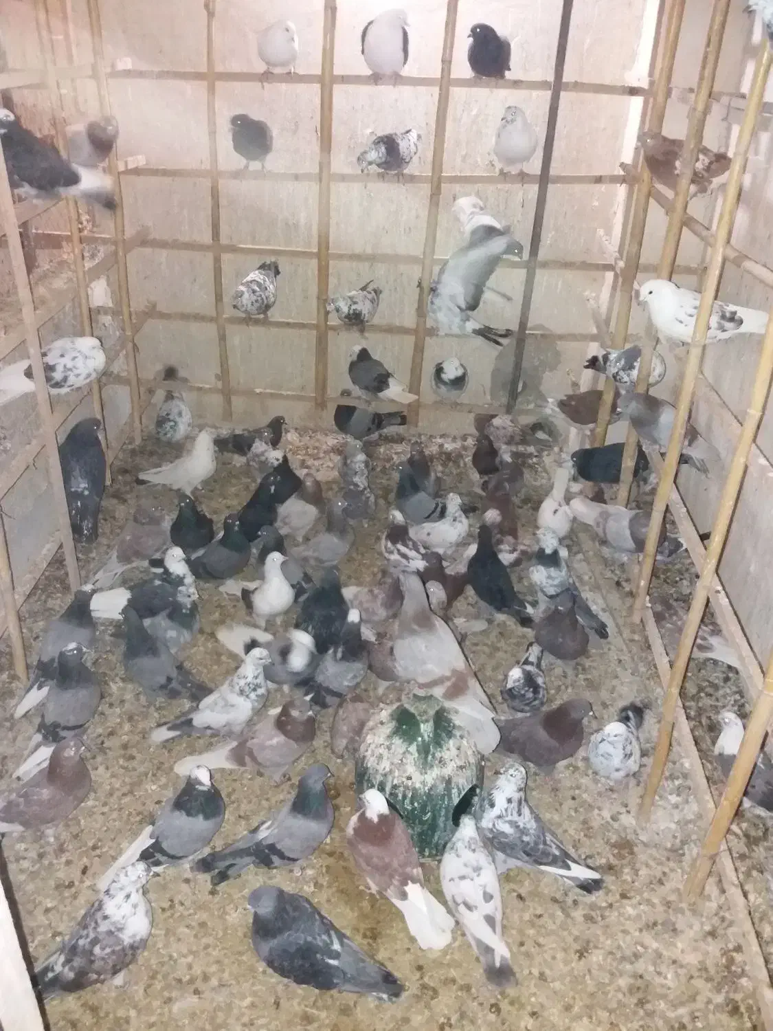 کبوتروجوجه قلم گروبشرط پرش توضیحات کامل خوانده شود|پرنده|پاکدشت, پاکدشت (مامازند)|دیوار