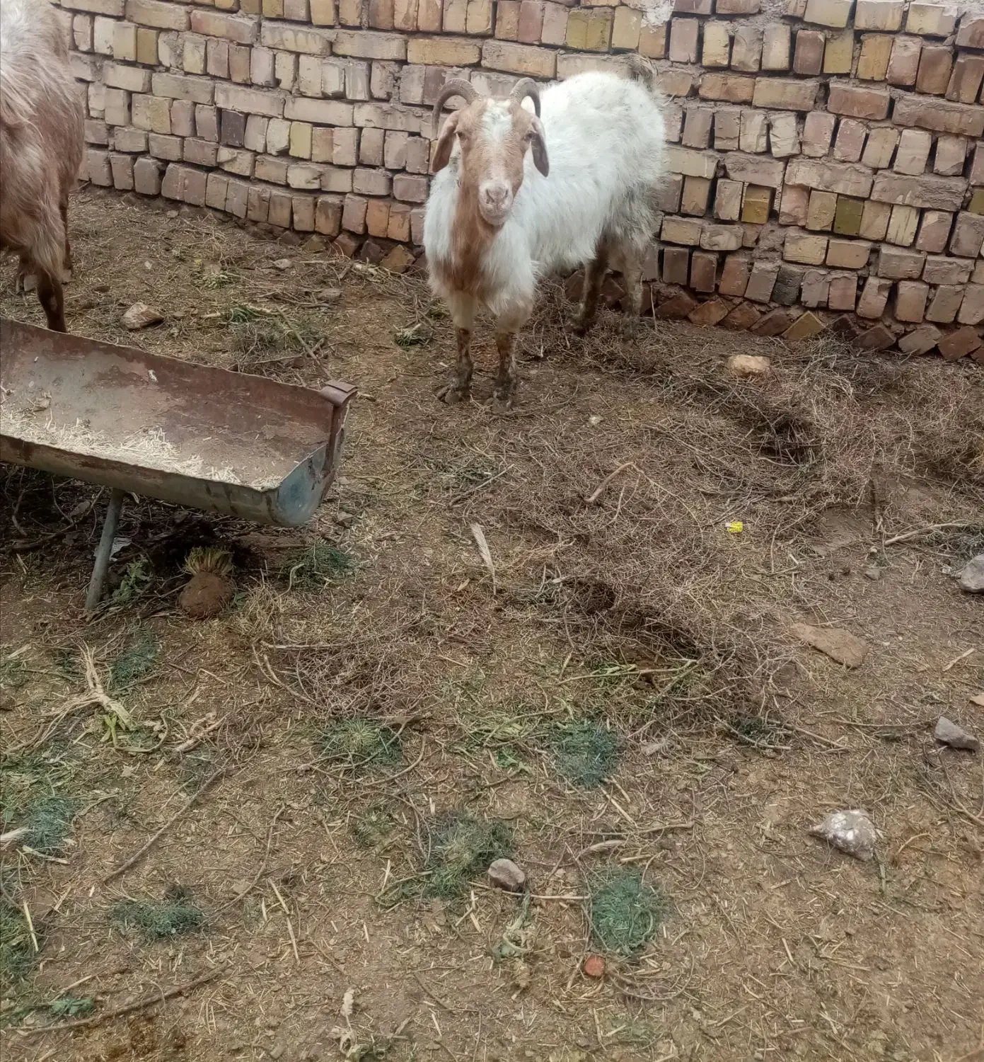 دو عدد بز|حیوانات مزرعه|تربت‌حیدریه, پائین ولایت|دیوار