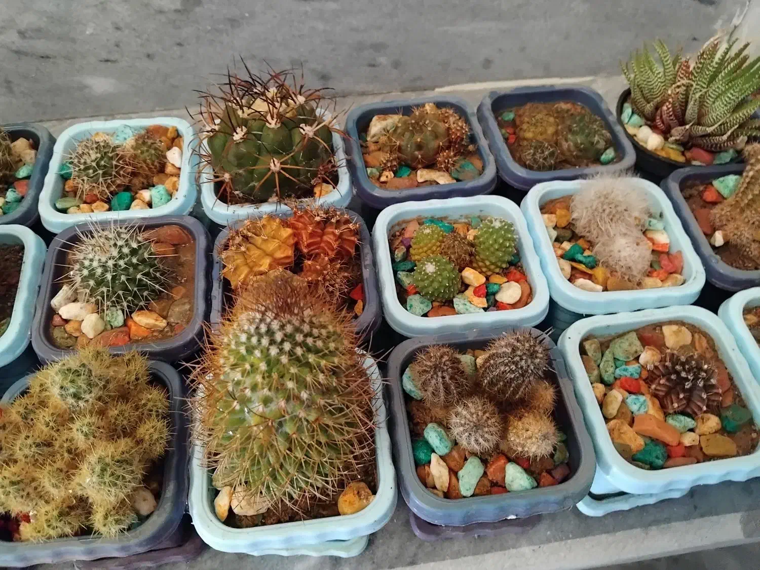 کاکتوس|گل و گیاه طبیعی|ترکمانچای, |دیوار