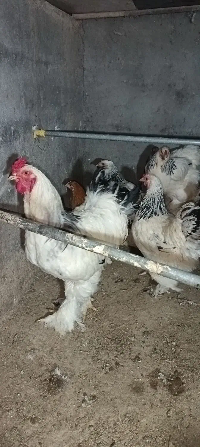 مرغ برهما|حیوانات مزرعه|خمینی‌شهر, |دیوار