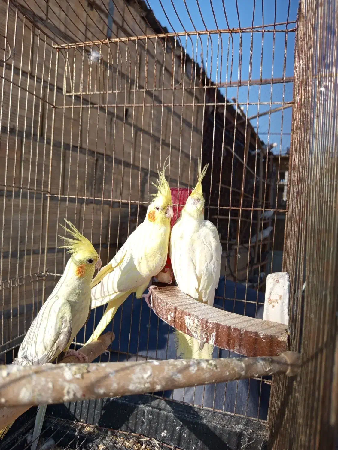 طوطی عروس مولد|پرنده|محمدشهر, ولدآباد|دیوار