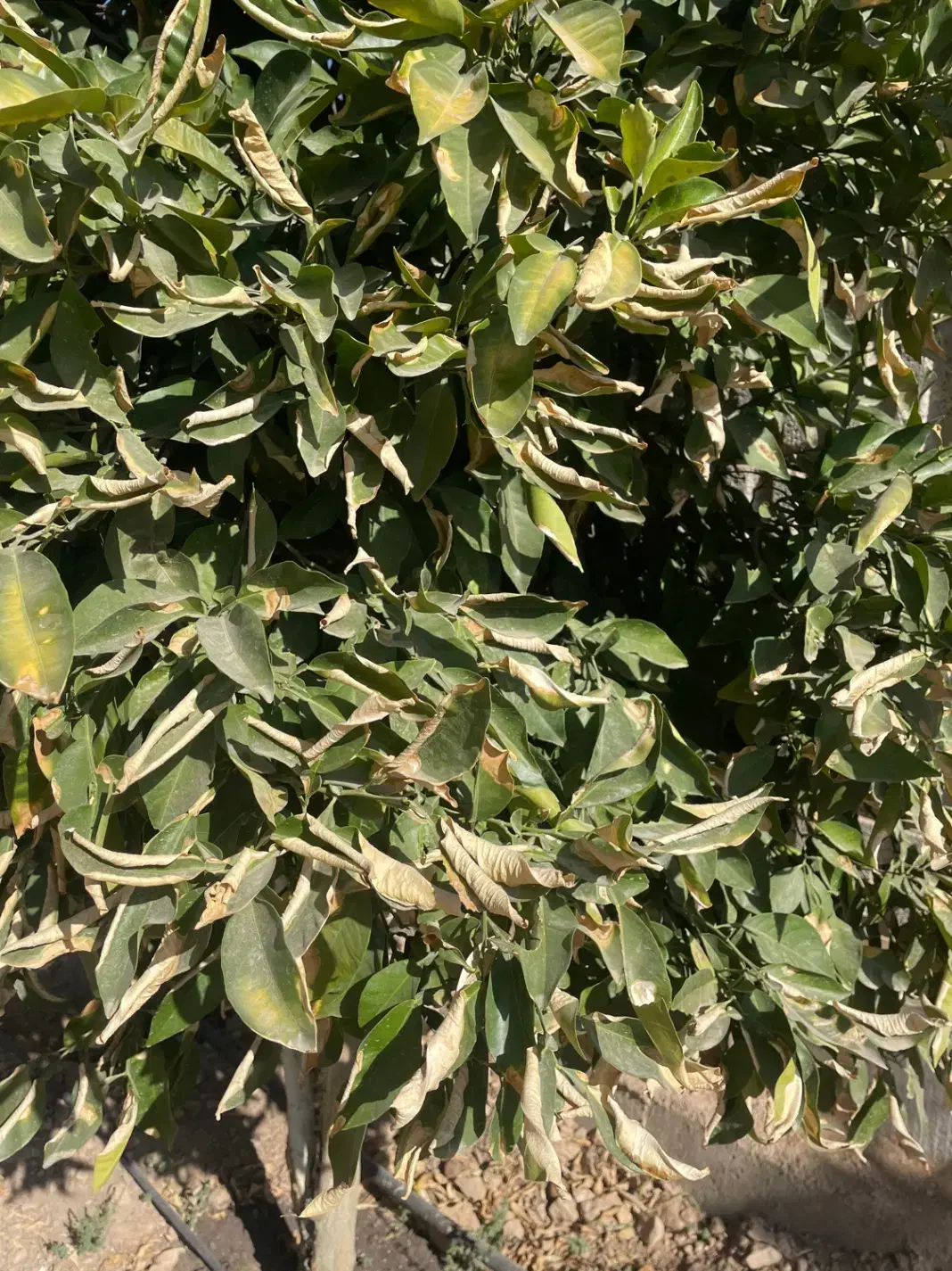 نیازمند یک نفر باغبان با خانواده کم جمعیت|استخدام سرایداری و نظافت|ارژن, |دیوار