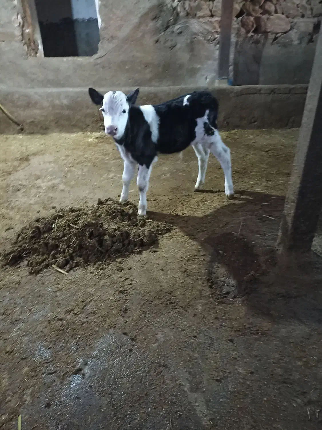 گوساله ی نر سیمینتال اصل|حیوانات مزرعه|قیدار, |دیوار