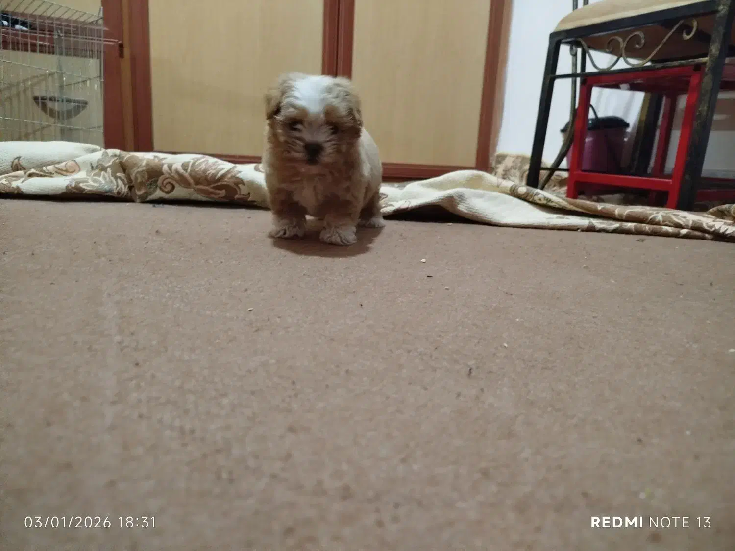 سگ پودل مالتیز مینیا توری (جیبی)|سگ|تبریز, |دیوار