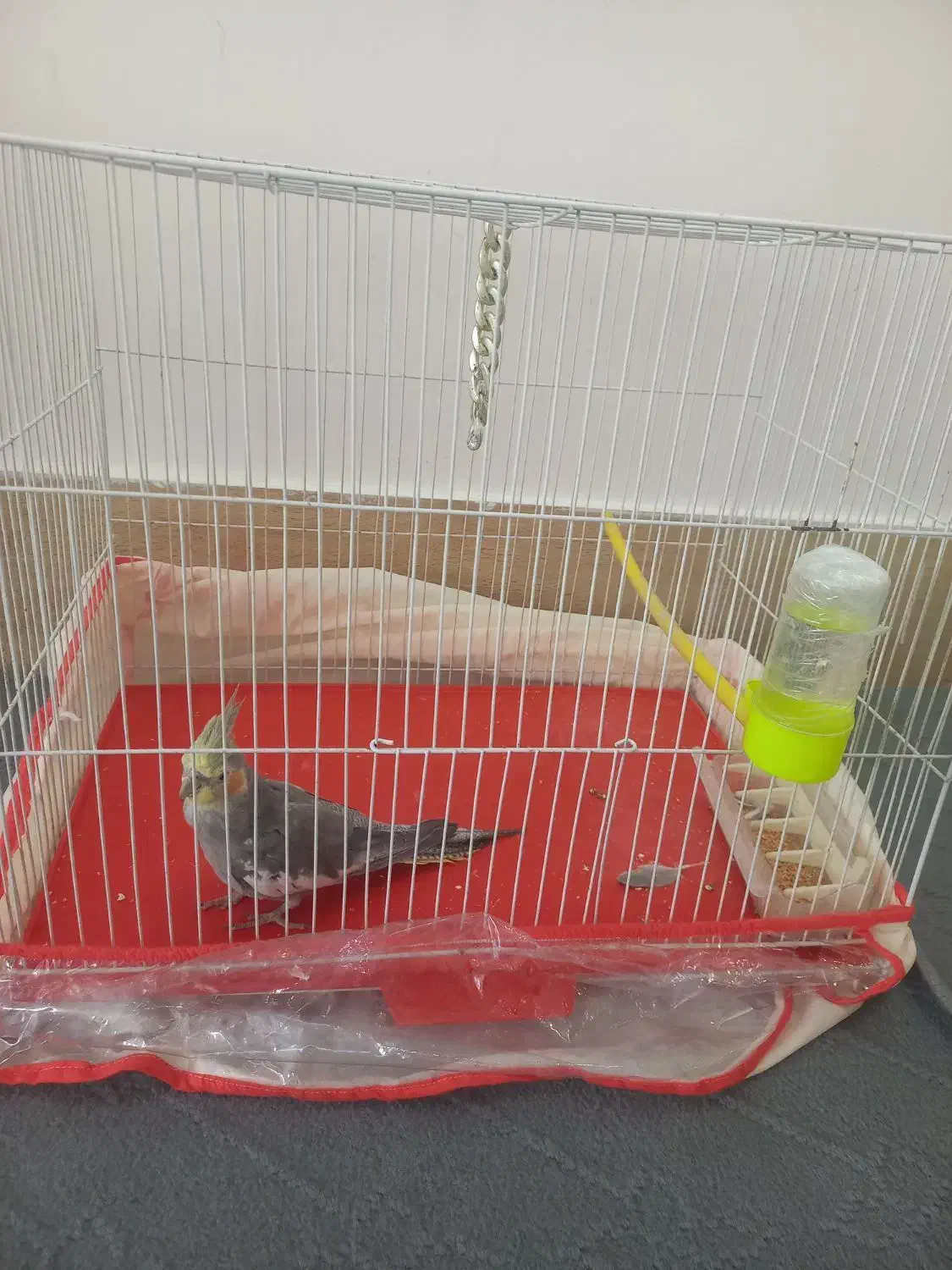 عروس هلندی نر با قفس|پرنده|مشهد, شهرک مهرگان|دیوار