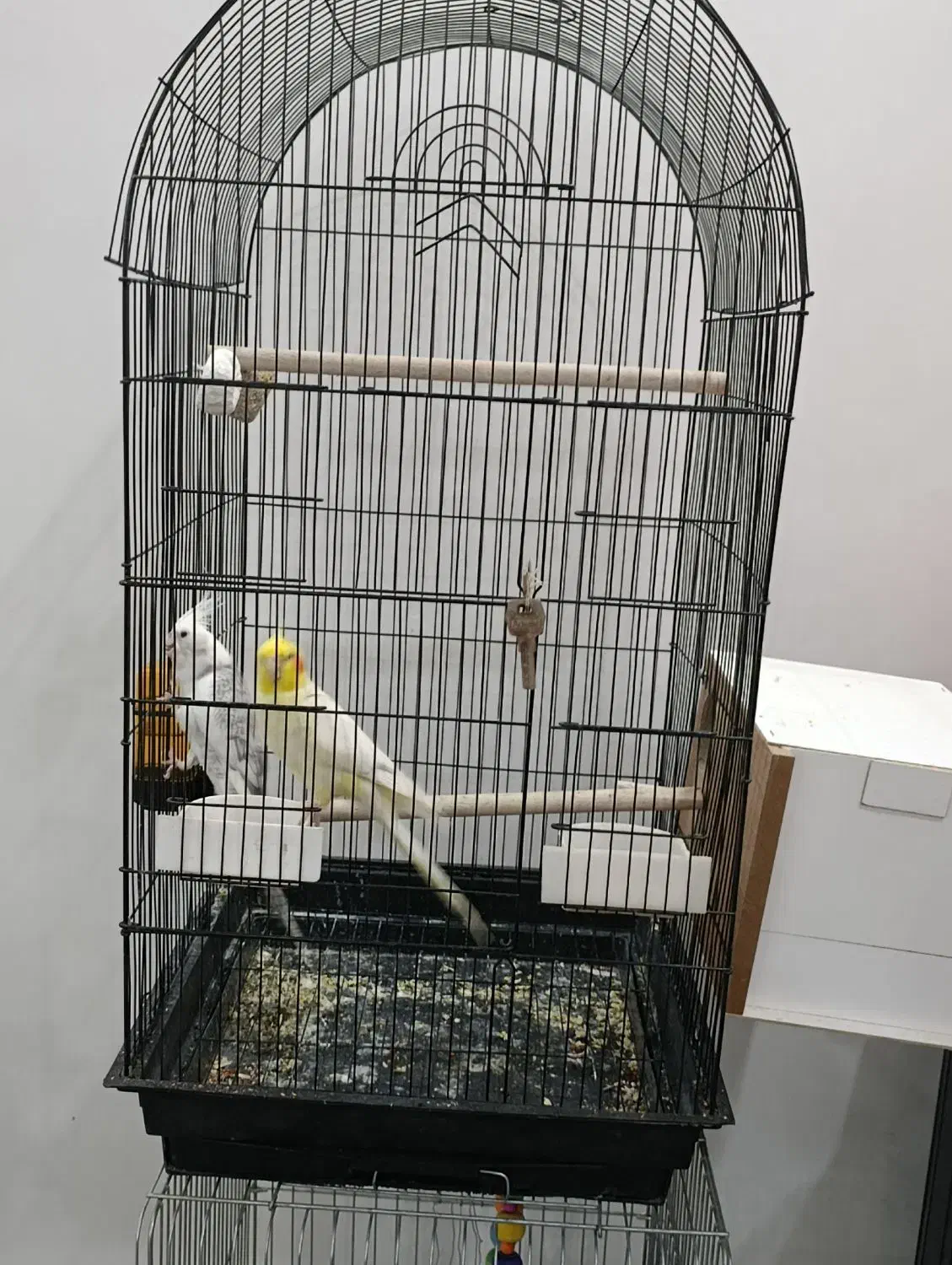 عروس هلندی با جوجه|پرنده|زابل, |دیوار