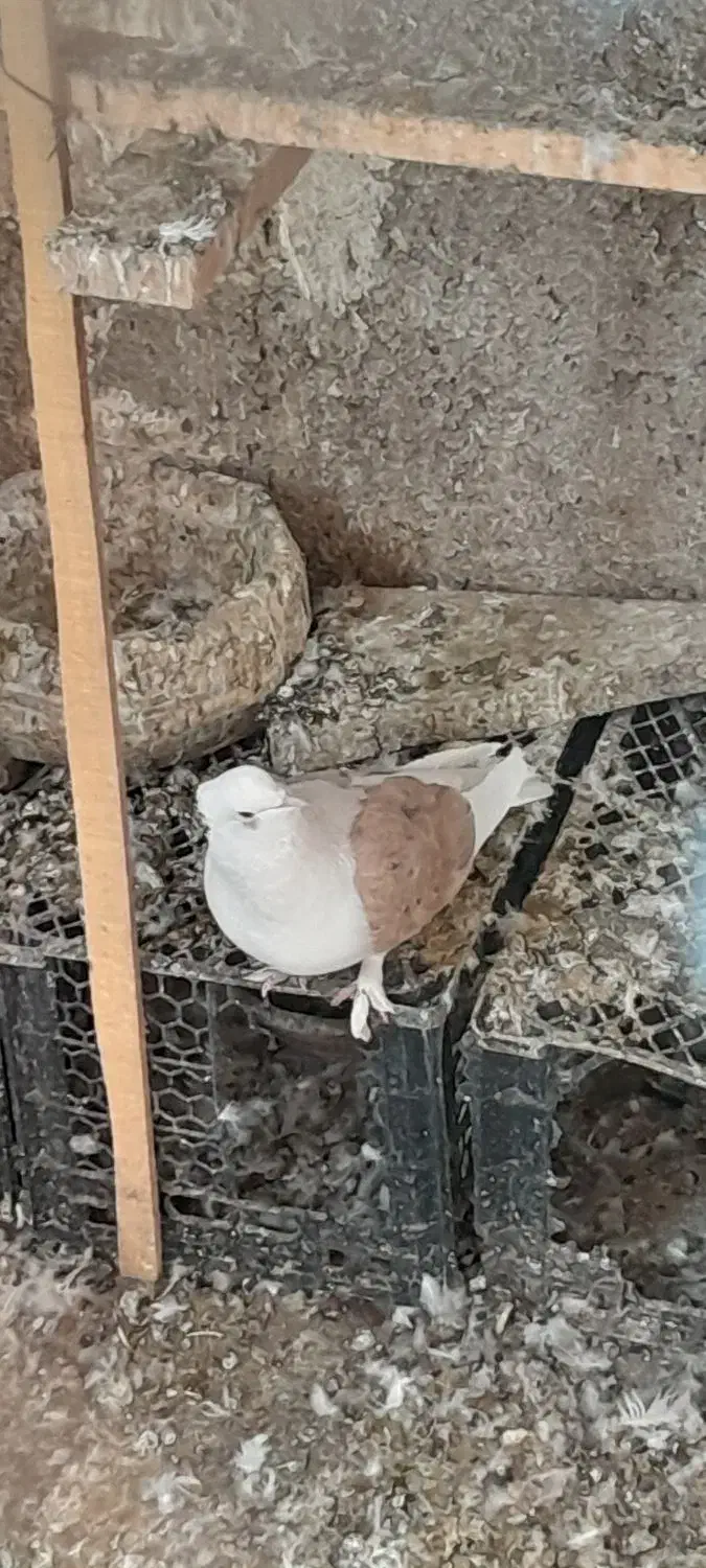 ۵ عدد کفترپریشی خوب به درد بخور بفروش می‌رسد|پرنده|پاکدشت, پاکدشت (مامازند)|دیوار