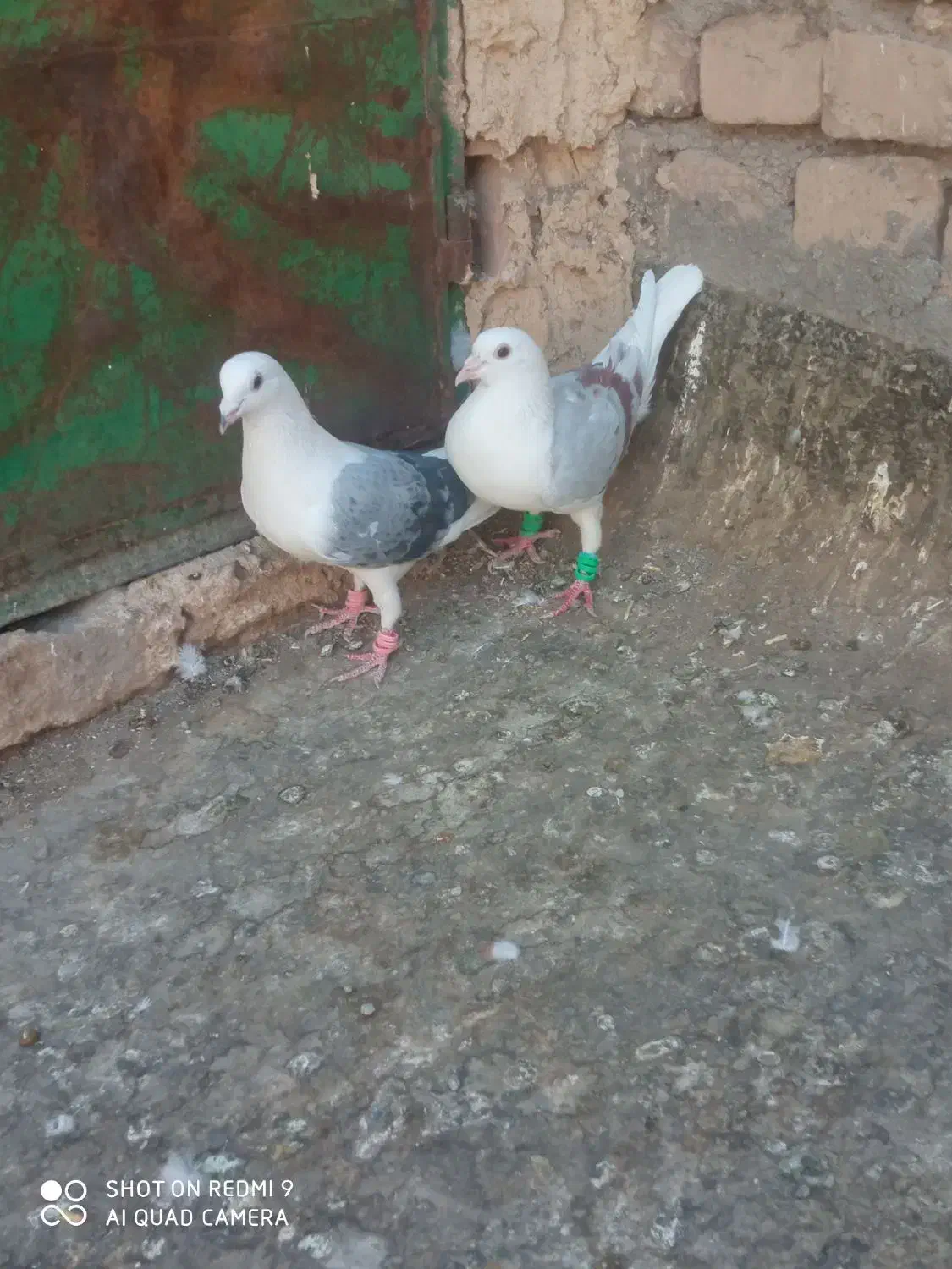 نروماده پشت کویتی به ضمانت تخم وجوجه|پرنده|کاشمر, |دیوار