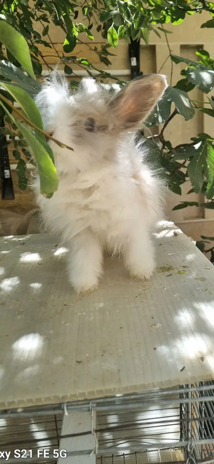 خرگوش لوپ|موش و خرگوش|اراک, |دیوار