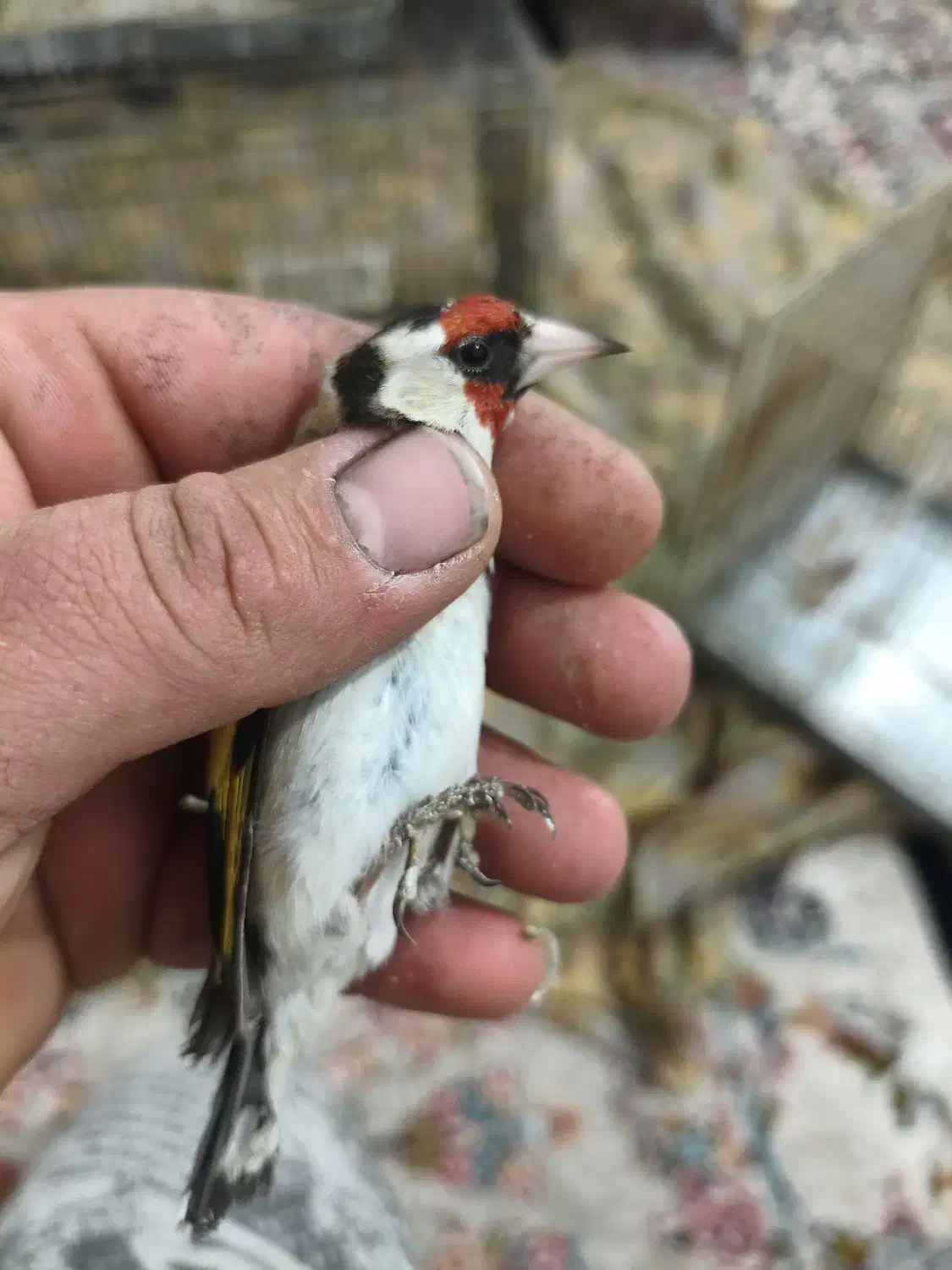 سهره ماده|پرنده|سیرجان, |دیوار