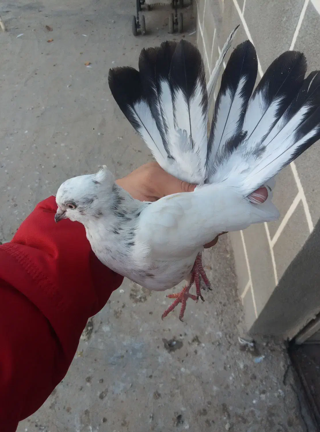 کبوتر غریب 3عدد|پرنده|ابهر, |دیوار