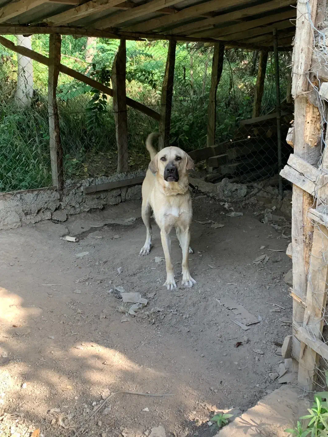 ماده پژدر اصیل|سگ|لیسار, |دیوار