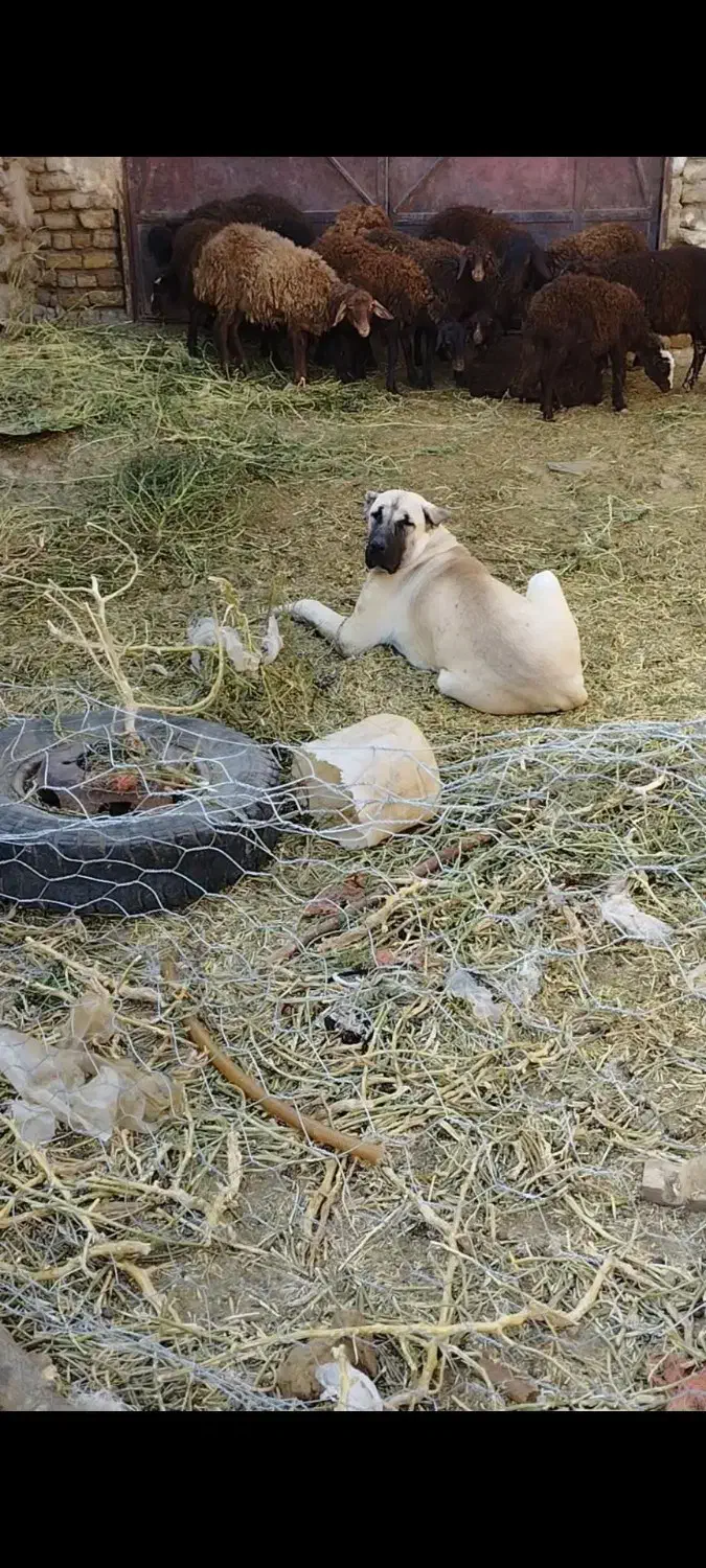 دزدیده شده|حیوانات|تایباد, |دیوار