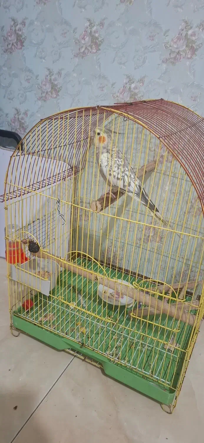 عروس هلندی|پرنده|اهواز, کوی باهنر|دیوار