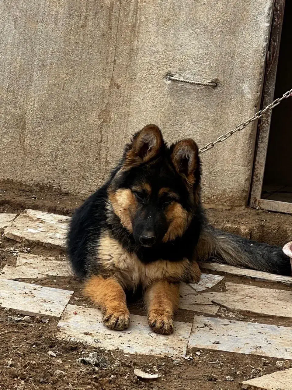 ژرمن ماده|سگ|همدان, |دیوار