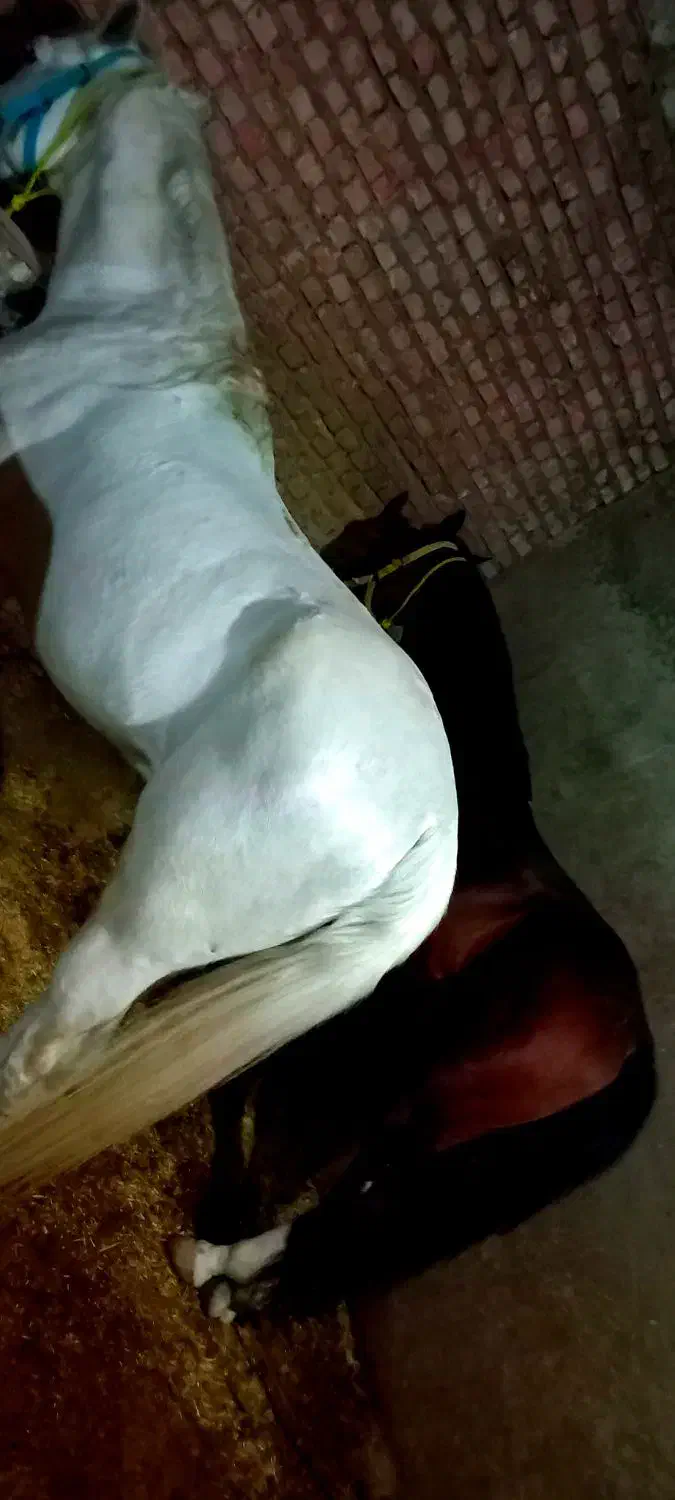 فروش تعداد چند راس اسب|اسب و تجهیزات اسبسواری|میاندوآب, |دیوار