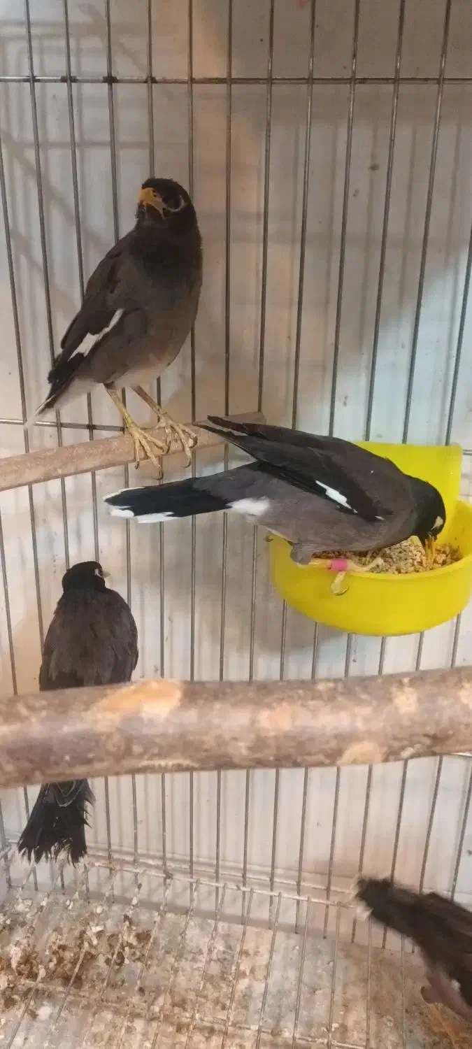 مرغ مینا قفسی|پرنده|شهریار, شهرک شاهد|دیوار