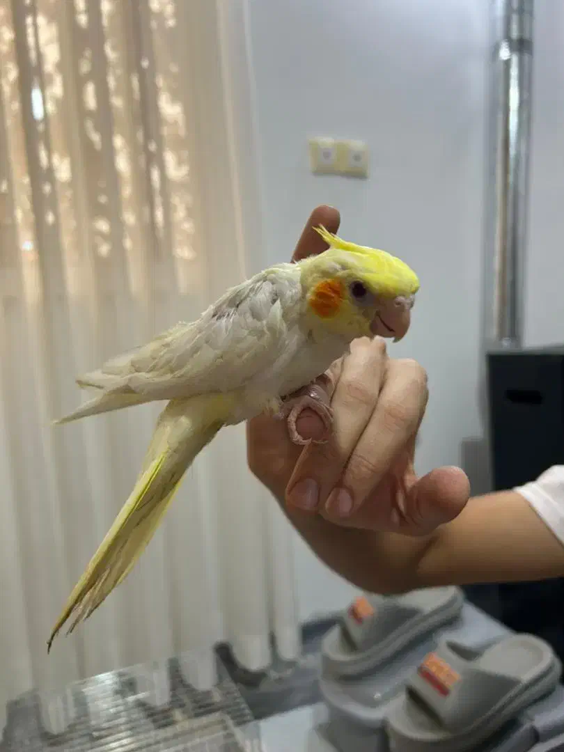 عروس هلندی لوتینو و آهویی|پرنده|کلاردشت, |دیوار