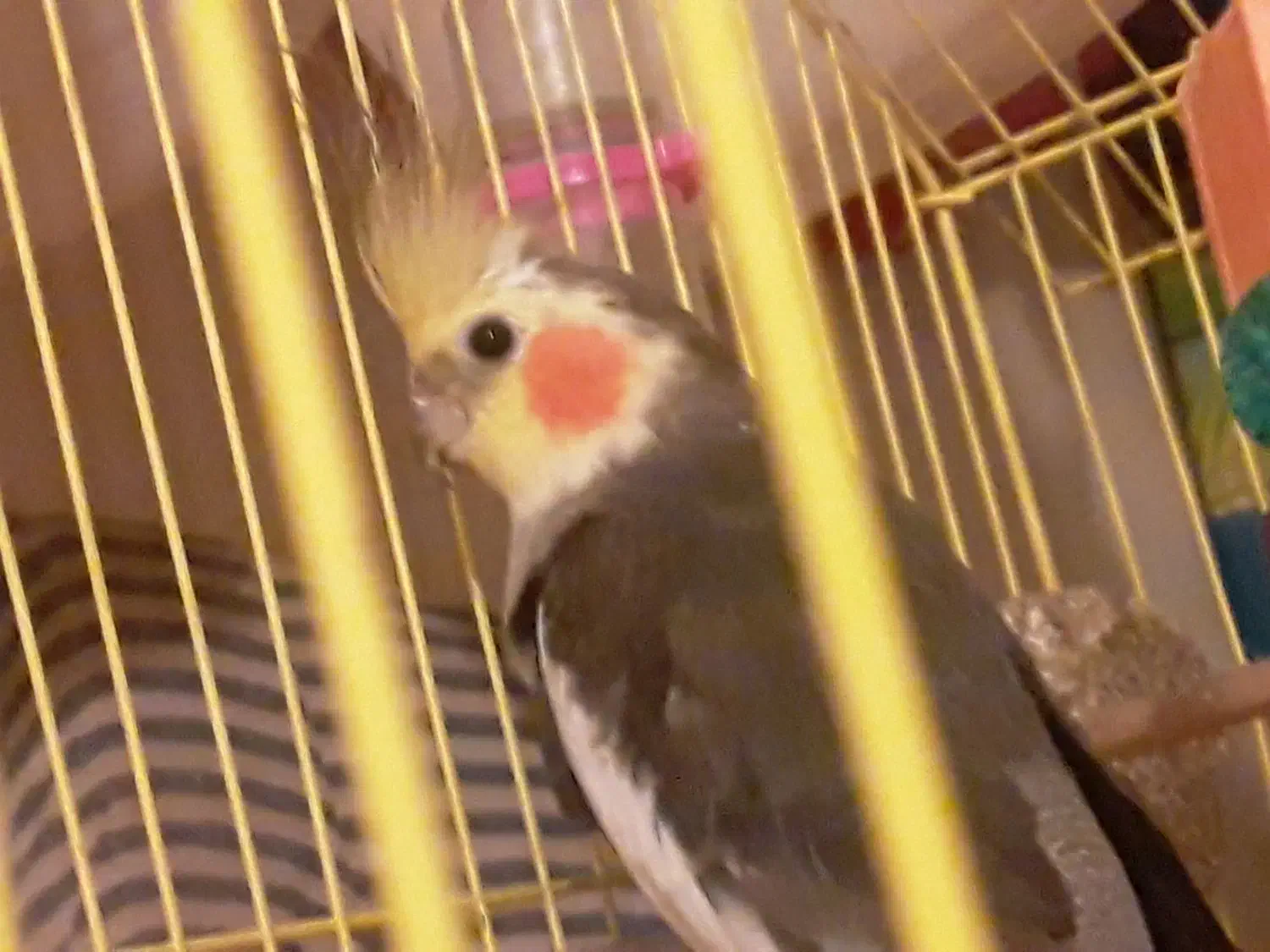 عروس هلندی سخنگو|پرنده|اردبیل, |دیوار