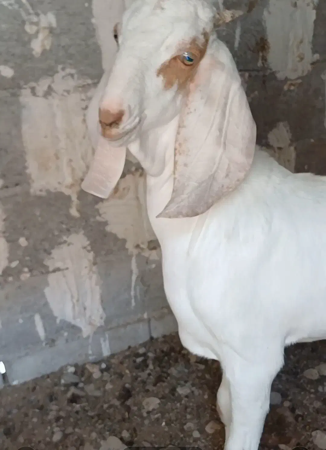 سلام فروش نری گلابی|حیوانات مزرعه|بندرلنگه, |دیوار