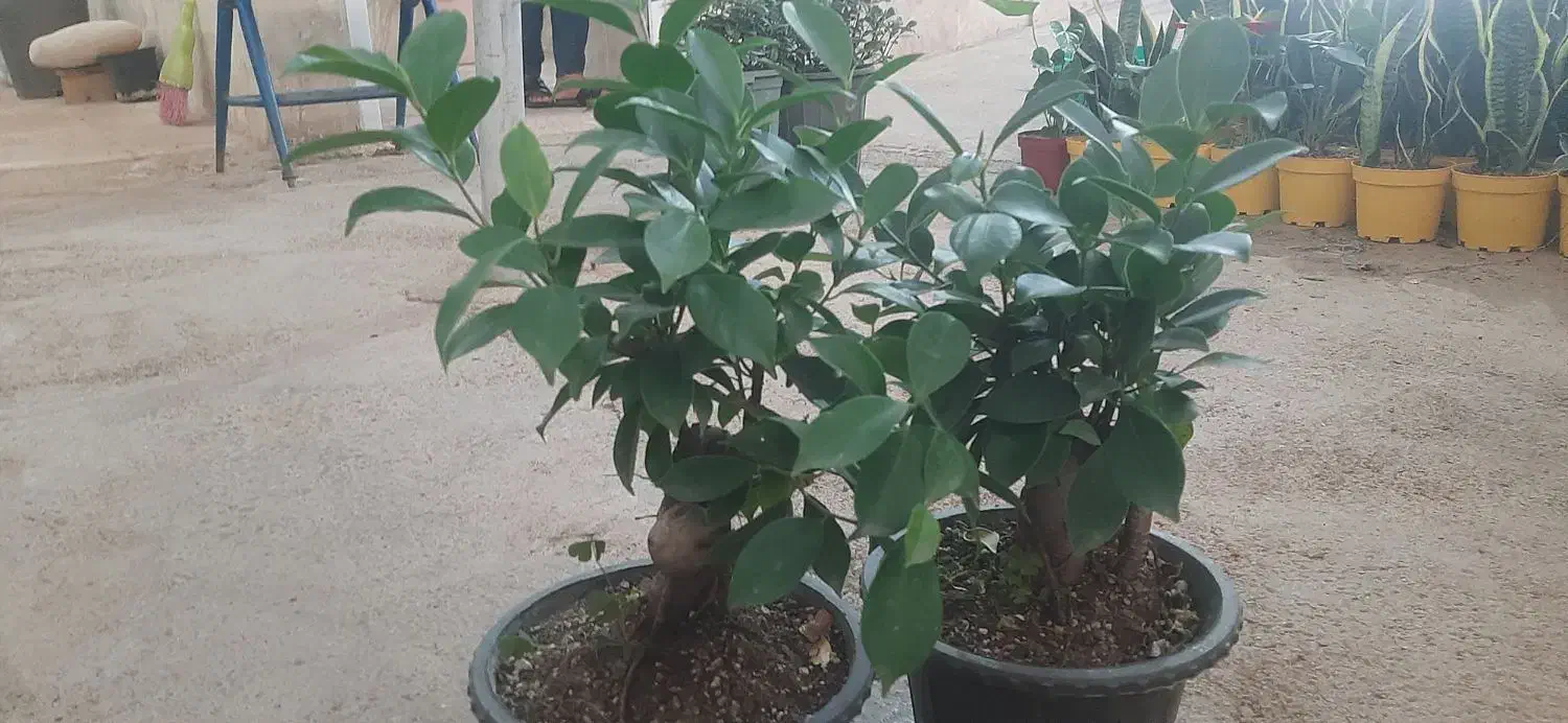 حراج پاییزه|گل مصنوعی|لردگان, |دیوار