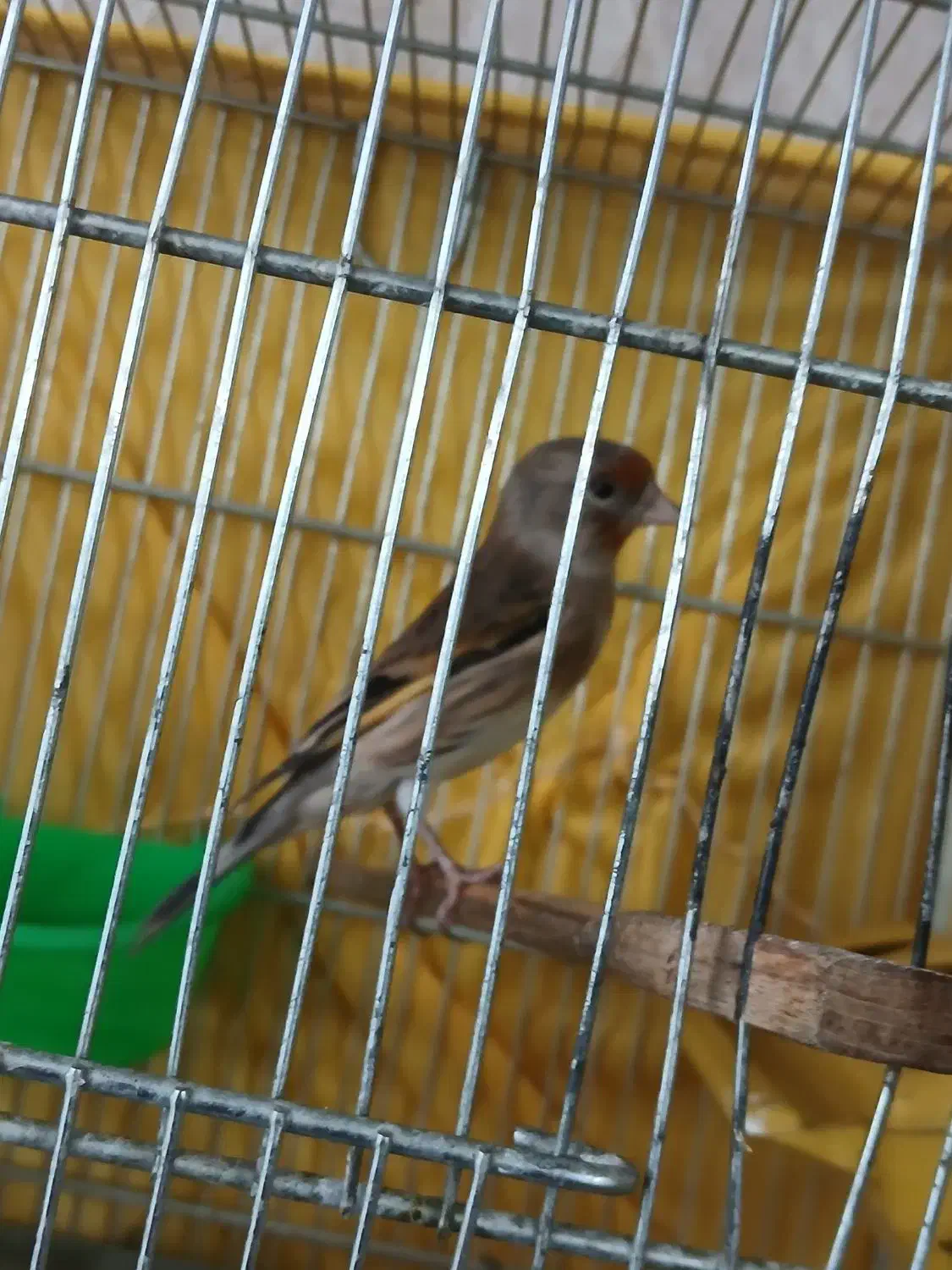 سره قناری|پرنده|ری, شهادت|دیوار