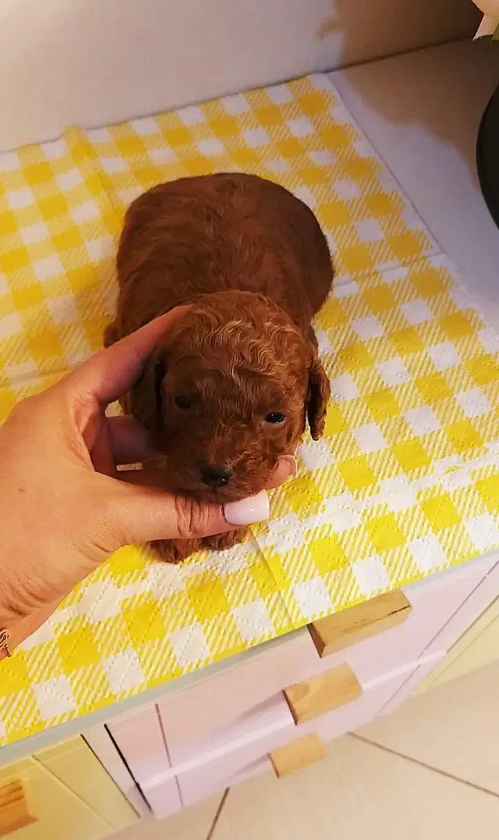 پودل ۲ ماهه|سگ|محمدشهر, محمدشهر|دیوار