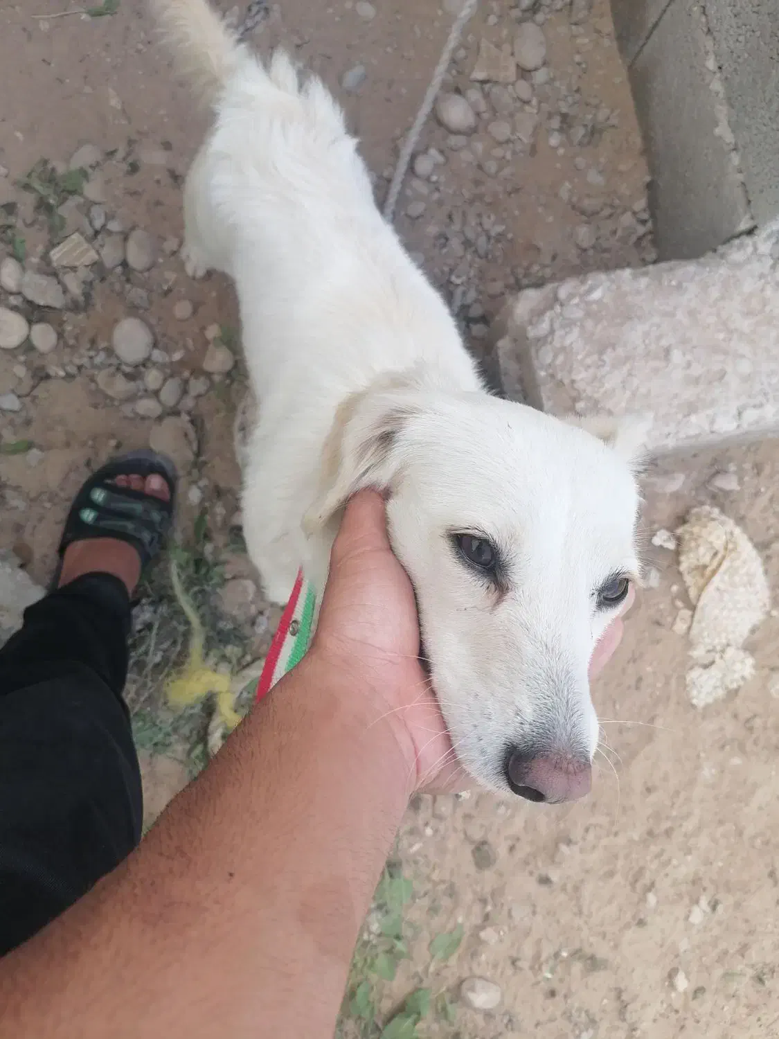 بوجی|سگ|آبپخش, |دیوار