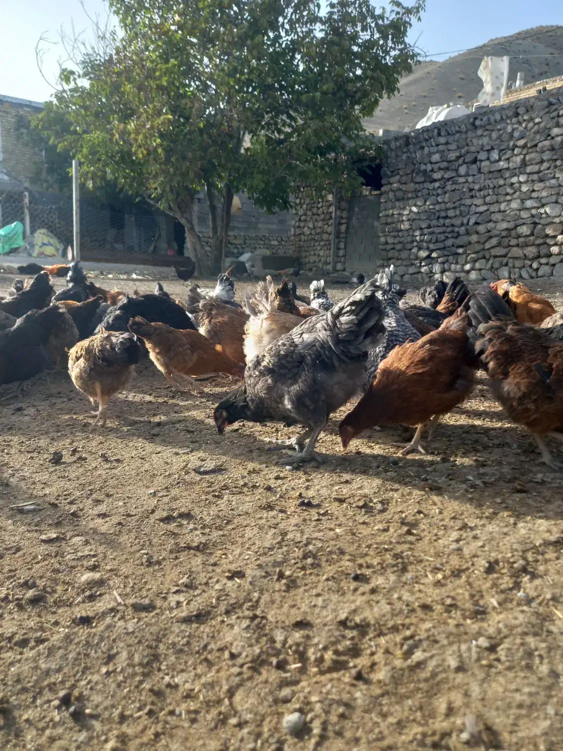 مرغ|حیوانات مزرعه|شیروان (خراسان), |دیوار