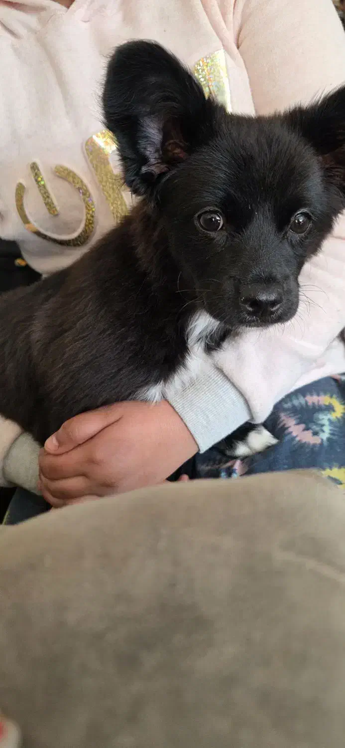 میکس پامر اشپیتز|سگ|شاهین‌شهر, شهرک گلدیس|دیوار