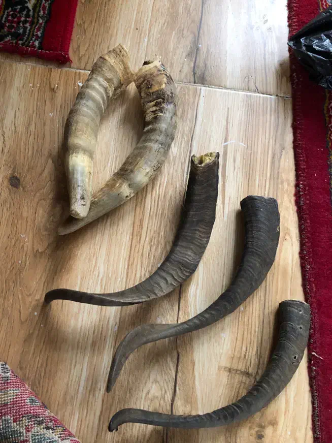 شاخ بز‌عتیقه|کلکسیون اشیاء عتیقه|قزوین, |دیوار