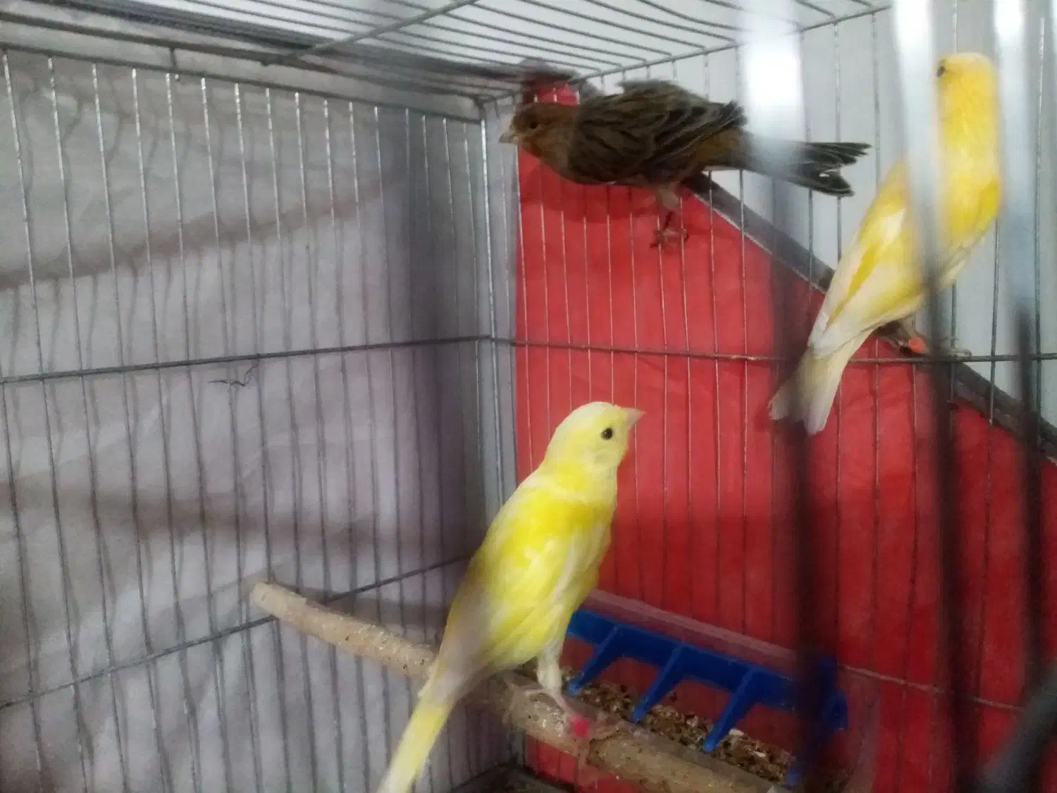 قناری|پرنده|حسن آباد, |دیوار