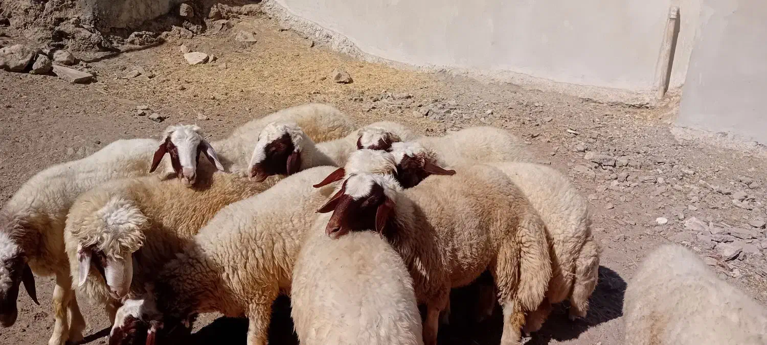 بره قوچ سنجابی میش مهربان گوسفند در کرمانشا|حیوانات مزرعه|خرم‌آباد, |دیوار
